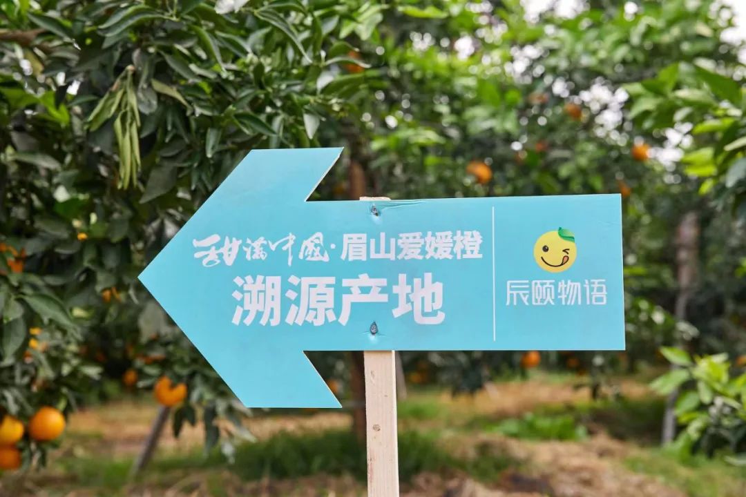 四川眉山,东坡故里,是远近闻名的柑橘之乡