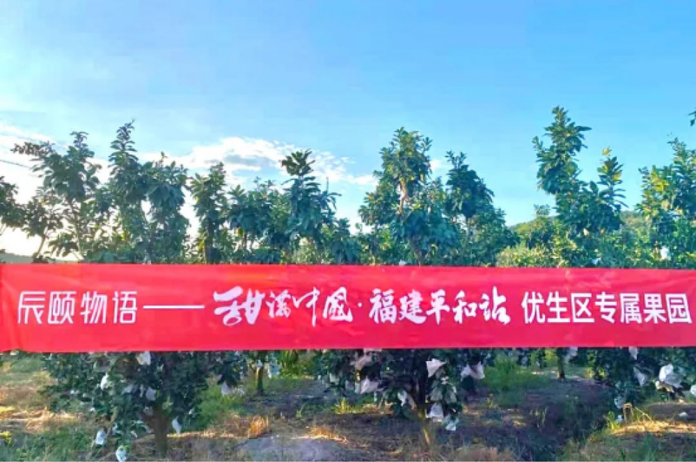 辰颐物语 甜满中国 福建平和站