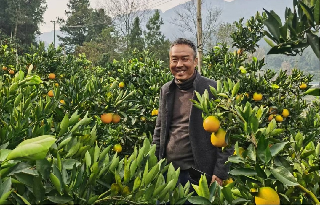 长江之滨，太阳从西陵峡的两岸青山升起，照着湖北省宜昌市秭归县满山满树的脐橙