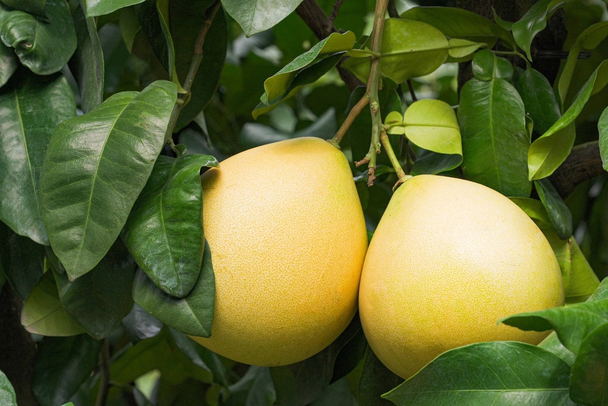 柚子的维生素、矿物质含量都很高，柚子皮还具有抗氧化、降血压、血糖的作用