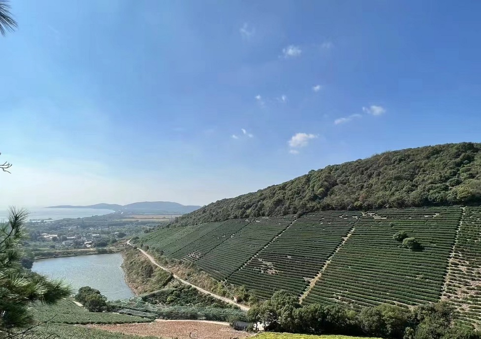 茶园风景 茶园风景